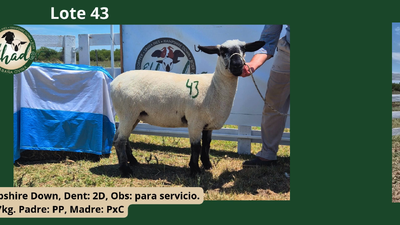 Lote PxC