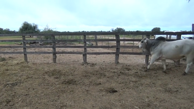 Lote TORO - BRAHMAN