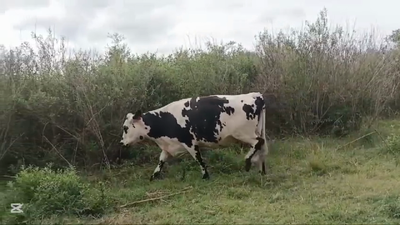 Lote VACA