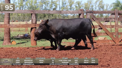 Lote LOTE 95