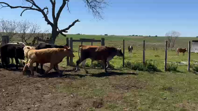 Lote 7 Terneras 2 Jersey,  2 Kiwi y 3 XX en Puntas de Chamizo