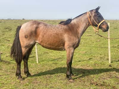 Lote CRUCERA LA GARRAPATA