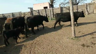 Lote 26 Vacas medio uso C/ cria en Tornquist, Buenos Aires