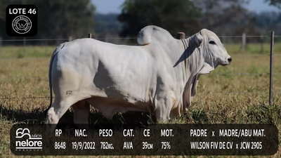 Lote LOTE 46