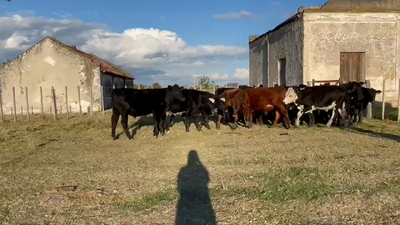 Lote NOVILLOS
