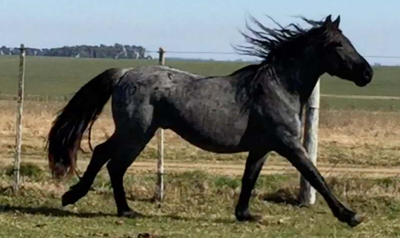 Lote GUAYANCÁN LA INVERNADA