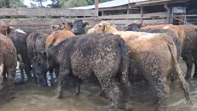 Lote 20 Novillo Gordo en Los Ángeles, VIII Región Biobío