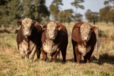 Lote Toro PR