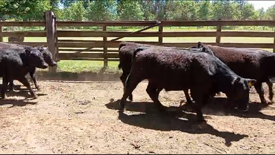 Lote 64 Ternero en Gorbea, IX Región Araucanía