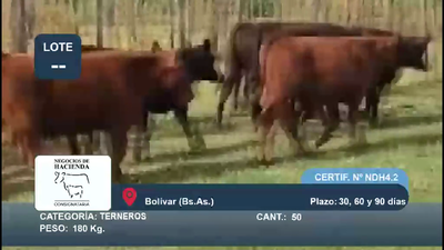 Lote 50 Terneros en Buenos Aires, Bolívar