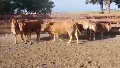 Lote 10 Piezas de cría LIMOUSIN en OMBUES DE LAVALLE