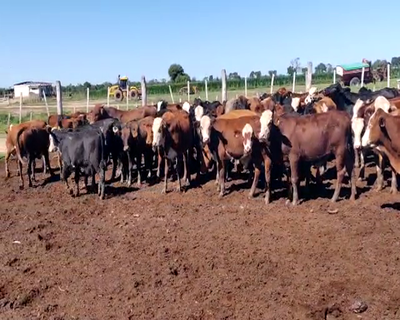Lote 110 Terneros en Quimilí, Santiago del Estero