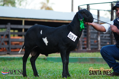 Lote Nacional Santa Inés Bozal - Lote 46