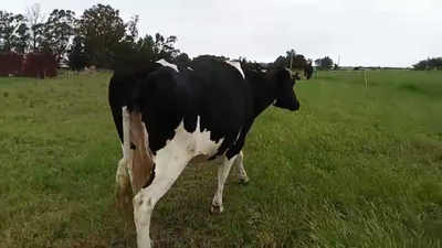 Lote Vaca HOLANDO 630kg - , San José