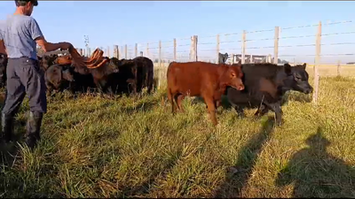 Lote 60 Terneros/as