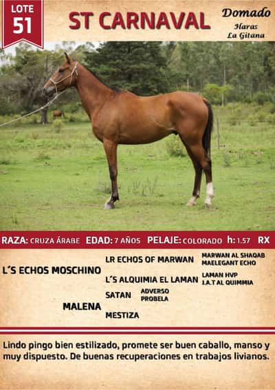 Lote ST CARNAVAL