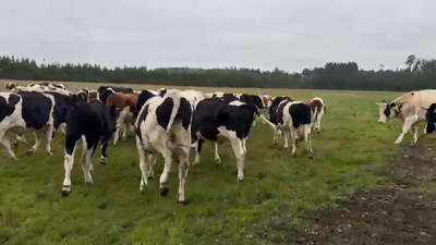 Lote 55 Novillo Engorda en Puerto Varas, X Región Los Lagos