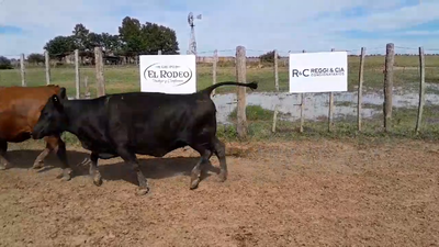 Lote 96 Vacas faena UE