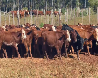Lote 80 Terneras en Virasoro, Corrientes