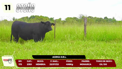 Lote LOTE 11