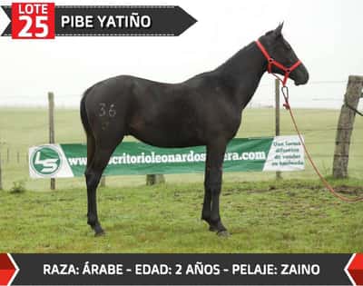 Lote PIBE YATIÑO