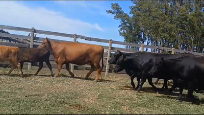 Lote PIEZAS DE CRIA