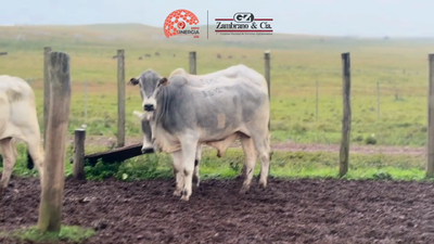 Lote Lote 25