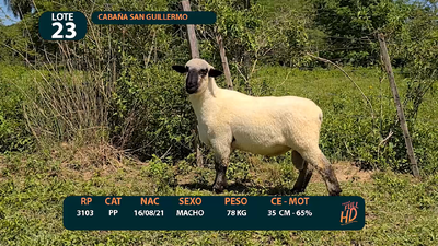 Lote LOTE 23