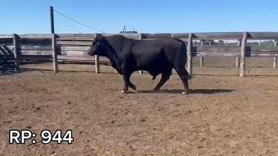 Lote TORO BRANGUS