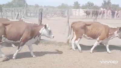 Lote 49 Vacas nuevas C/ cria en Villa Paranacito, Entre Ríos