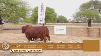 Lote Toro