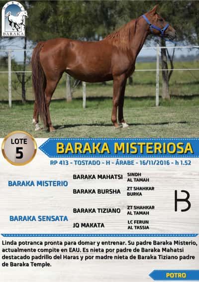 Lote BARAKA MISTERIOSA