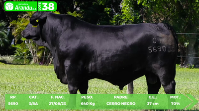 Lote LOTE 38