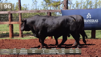 Lote LOTE 96