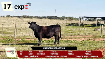 Lote LOTE 17