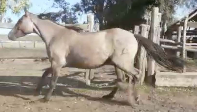 Lote Chasquero del Ceibal