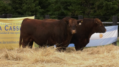 Lote TOROS ABERDEEN ANGUS PP