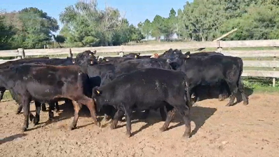 Lote TERNEROS
