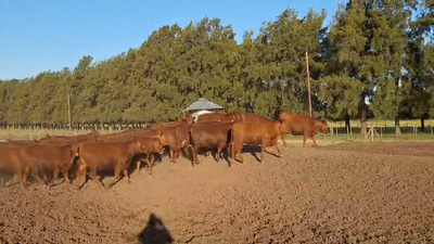 Lote 35 Vaquillonas P/ entorar Mas de Cabaña Don Franco