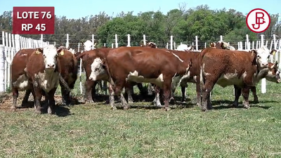 Lote VAQUILLONAS PREÑADAS  HEREFORD -PARICION OTOÑO 2024-