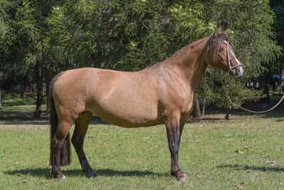 Lote Constancia Lustrosa