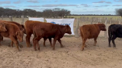 Lote 60 TERNEROS/AS