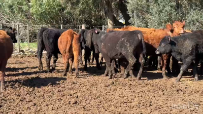 Lote 69 Terneros en Marcos Paz, Buenos Aires