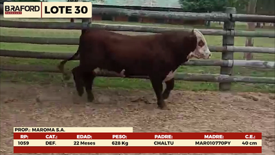 Lote LOTE 30- MACHOS DE CAMPO