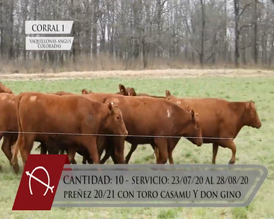 Lote CORRAL 1 VAQUILLONAS ANGUS COLORADAS PURAS CONTROLADAS PARICIÓN OTOÑO "LA BARRANCOSA"