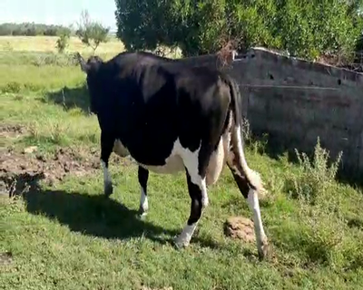 Lote Vacas de Invernada HOLANDO 630kg - , San José