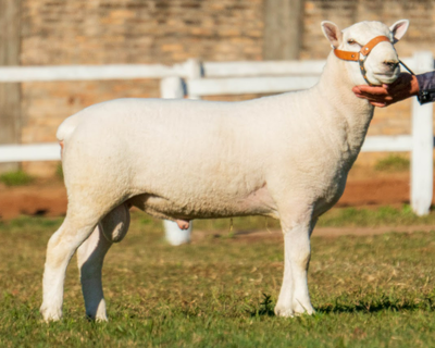 Lote LOTE 18
