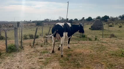 Lote Vacas de Invernada Holando 460kg -  en Juan Soler