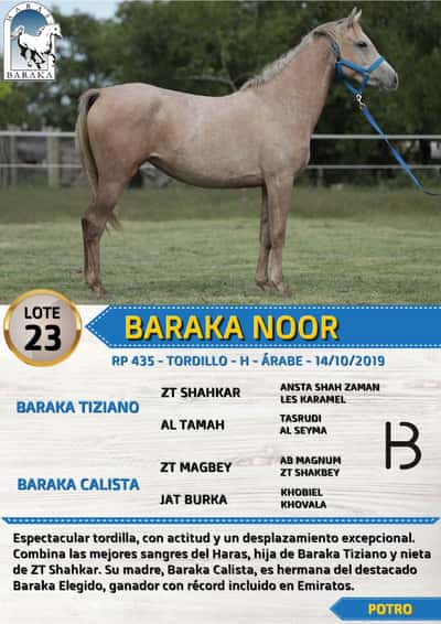Lote BARAKA NOOR