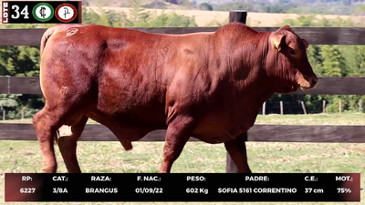 Lote LOTE 34